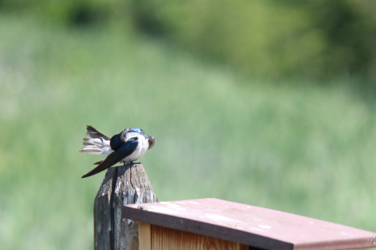 Tree Swallow - ML620656701