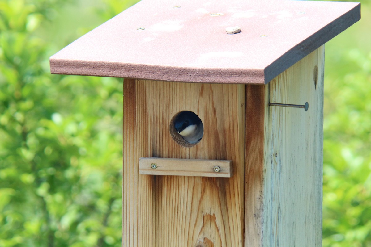 Tree Swallow - ML620656703