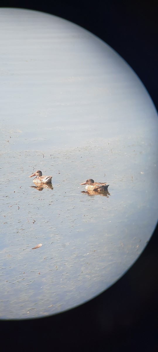 Northern Shoveler - ML620656704