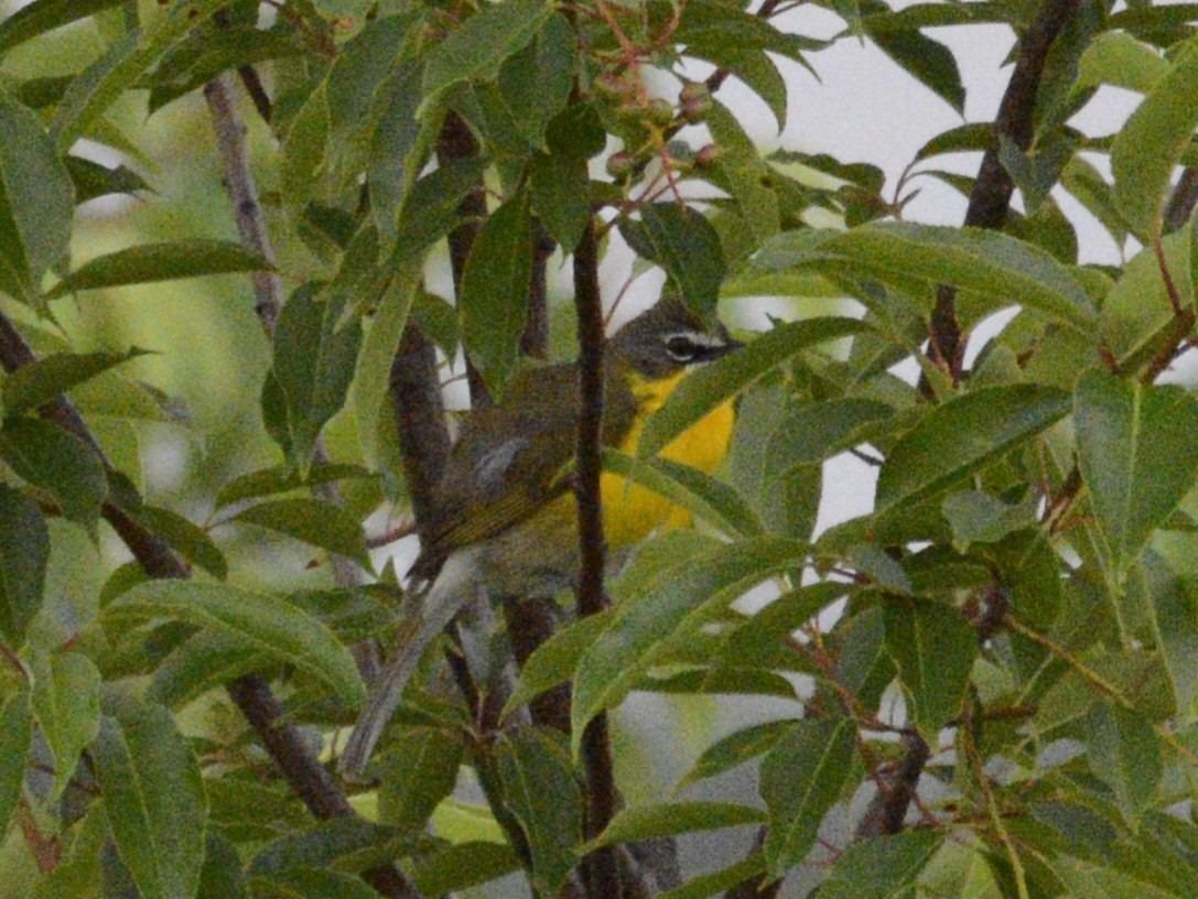 Yellow-breasted Chat - ML620656706