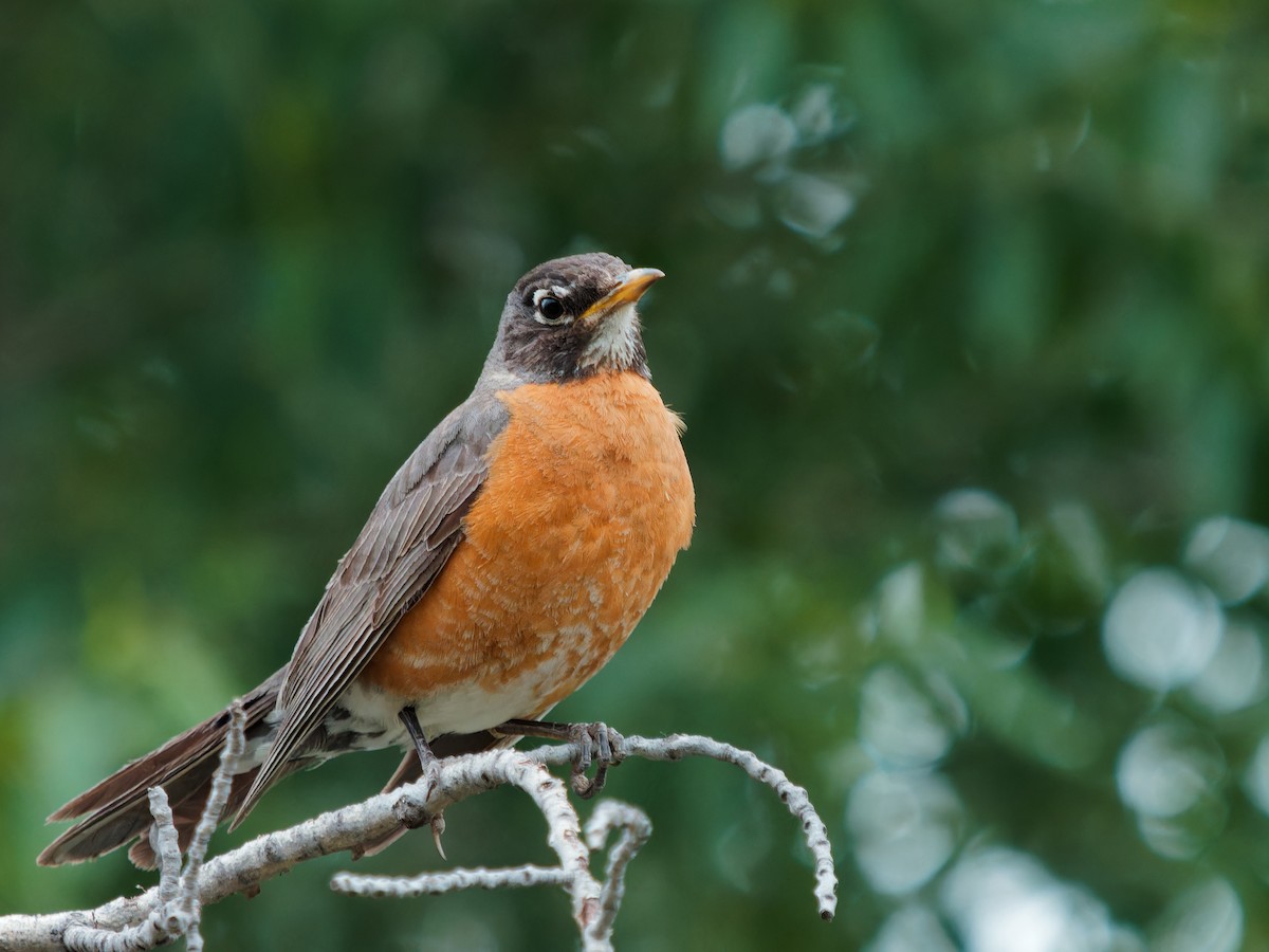 American Robin - ML620656712