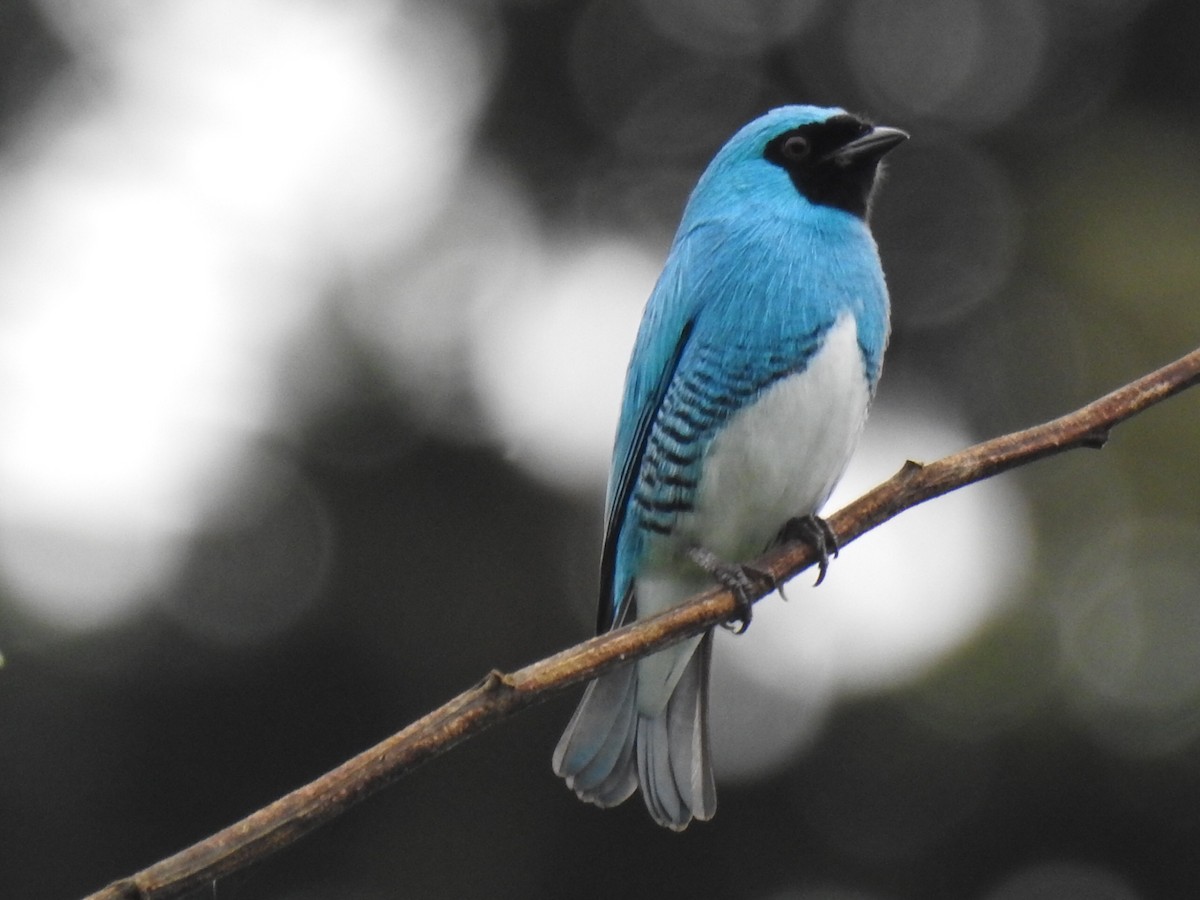 Swallow Tanager - ML620656715