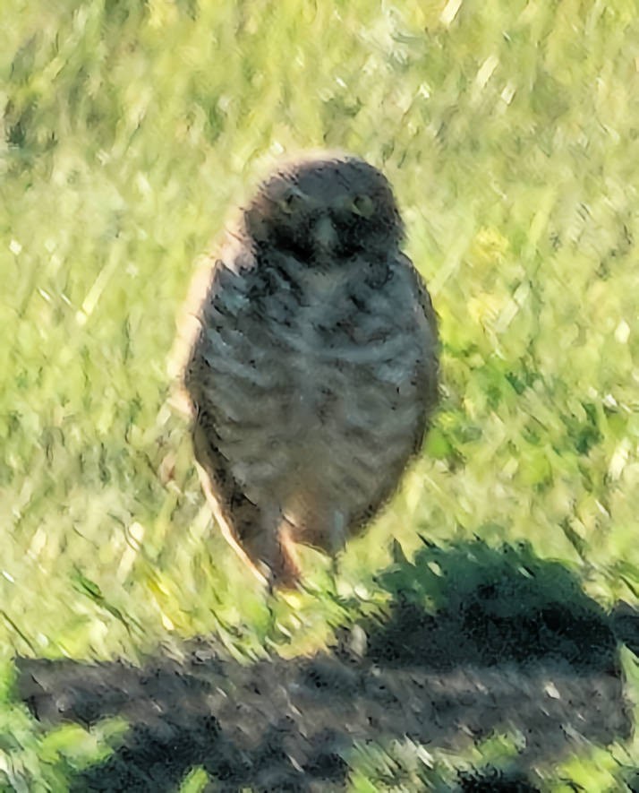 Burrowing Owl - ML620656723