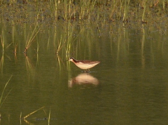 Wilson's Phalarope - ML620656726