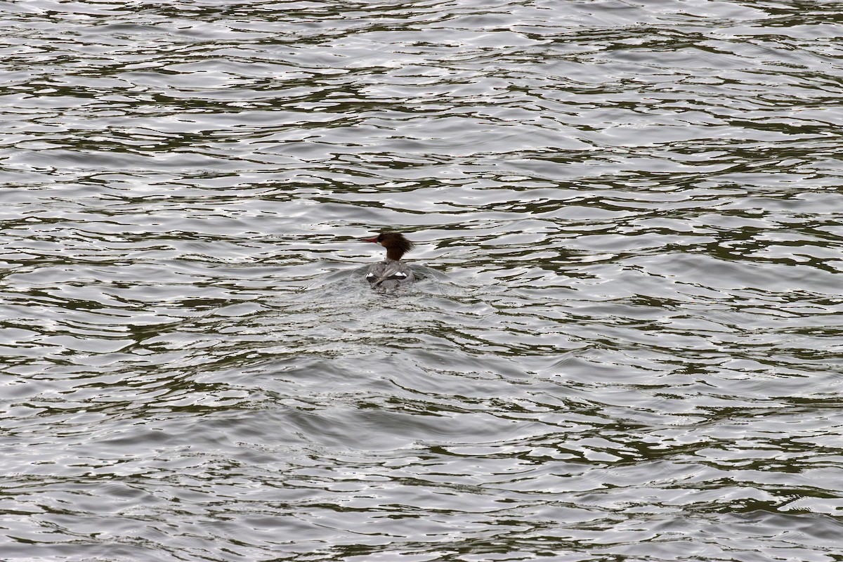 Common Merganser - Sunil Simha