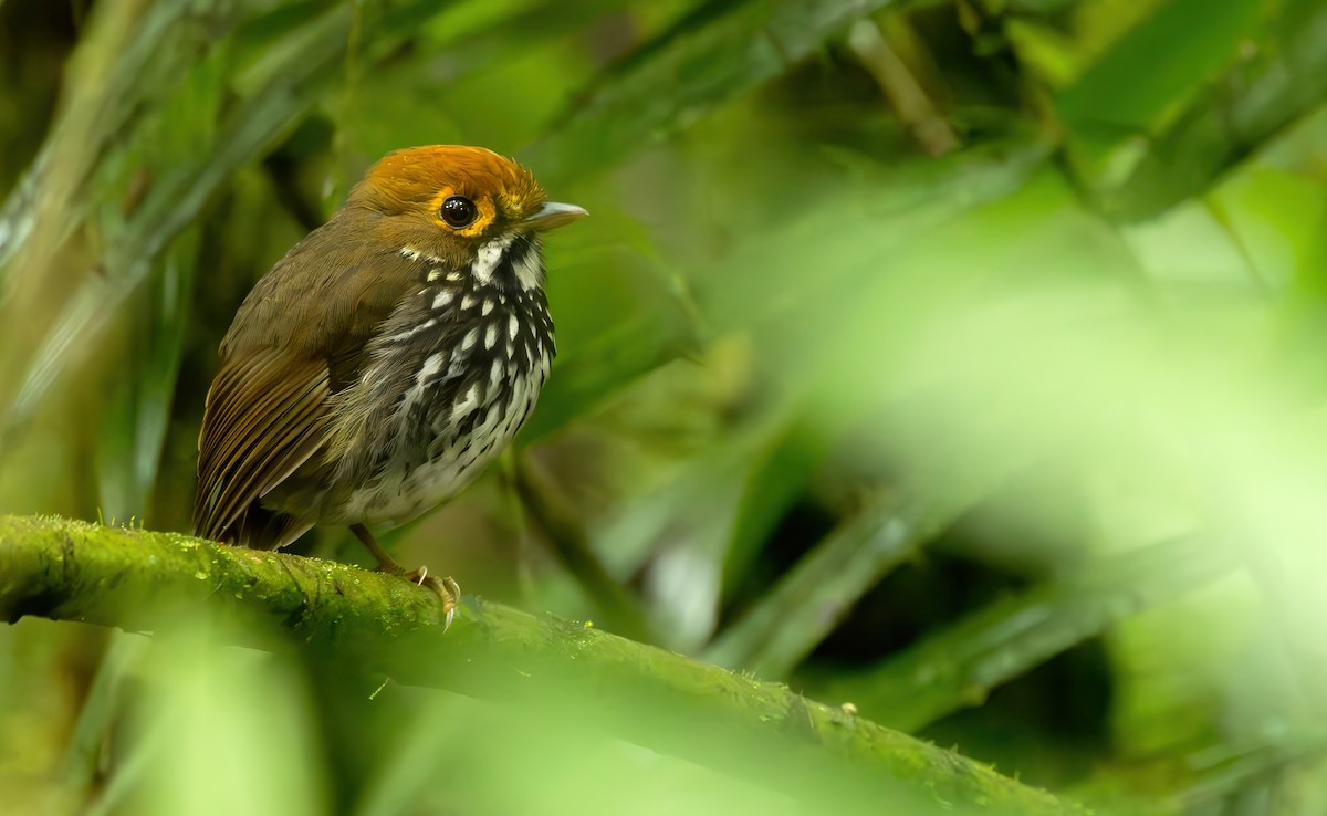 Peruvian Antpitta - Connor Cochrane