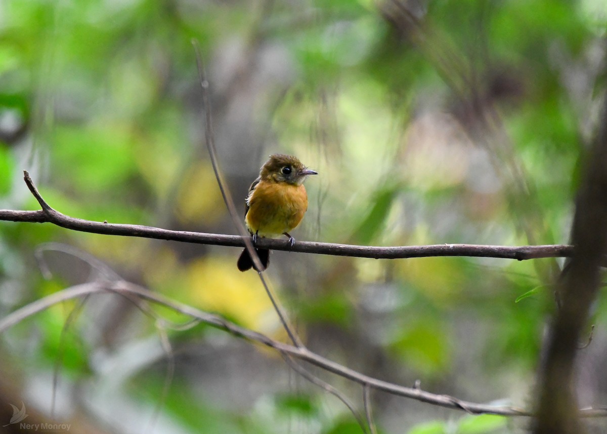 Sulphur-rumped Flycatcher - ML620656748