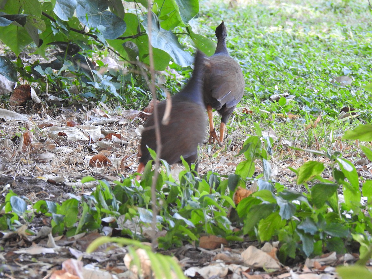 Orange-footed Megapode - ML620656758