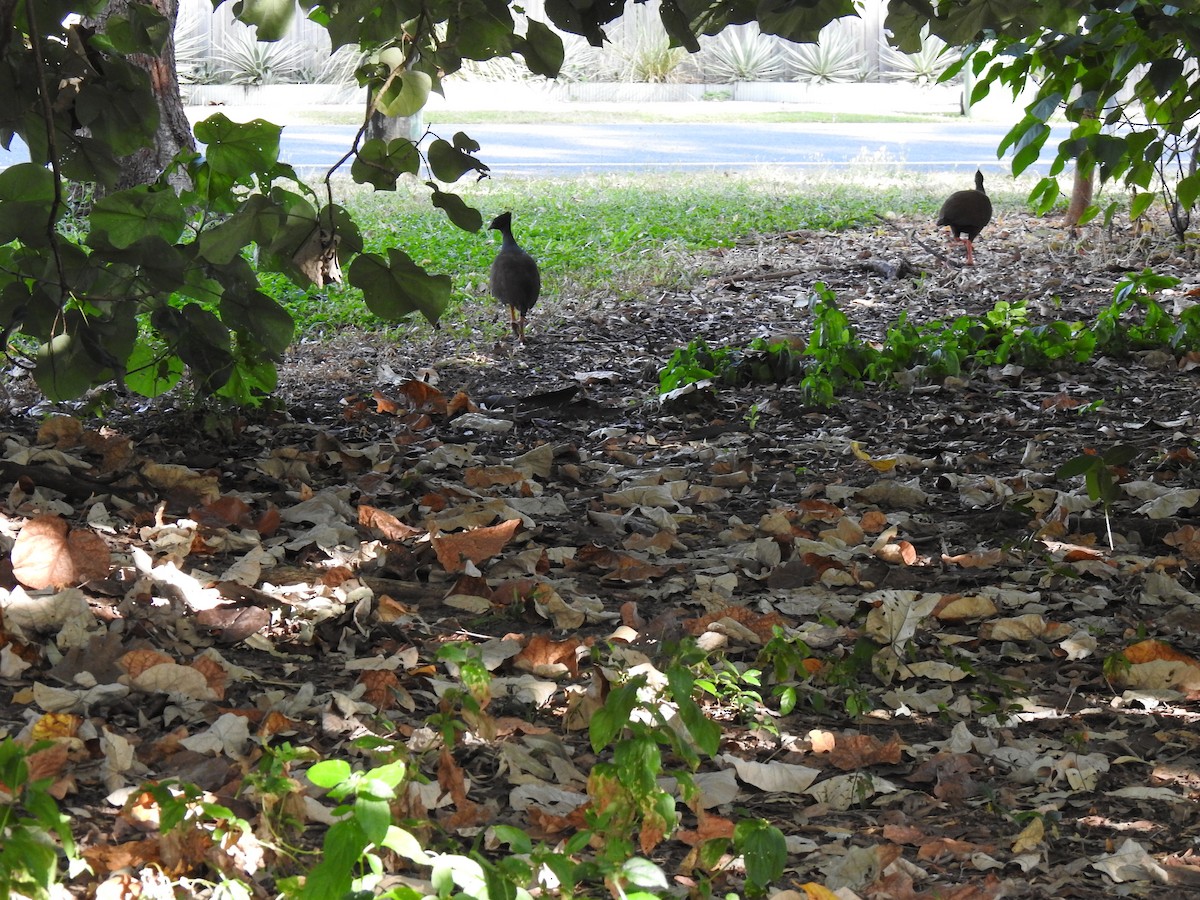 Orange-footed Megapode - ML620656760