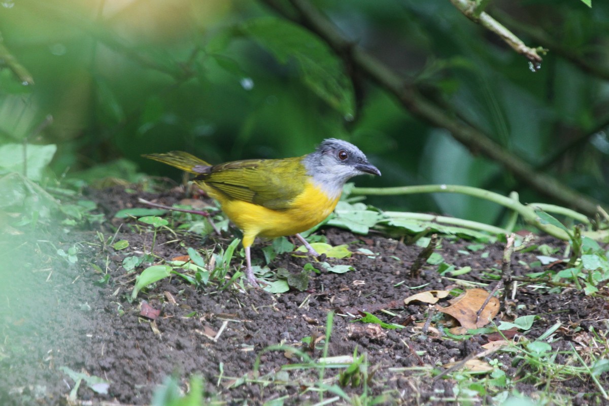 Gray-headed Tanager - ML620656766