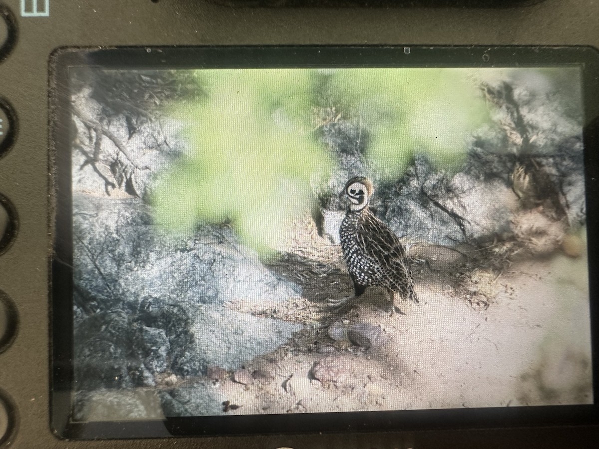 Montezuma Quail - ML620656768