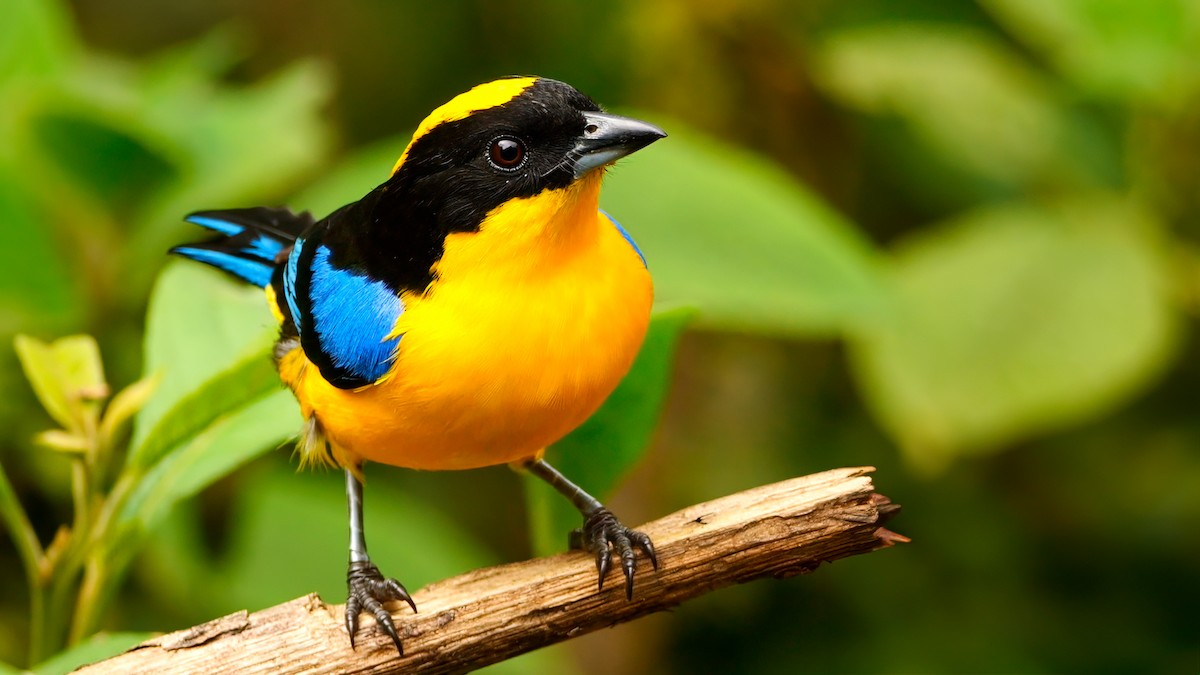 Blue-winged Mountain Tanager - ML620656769