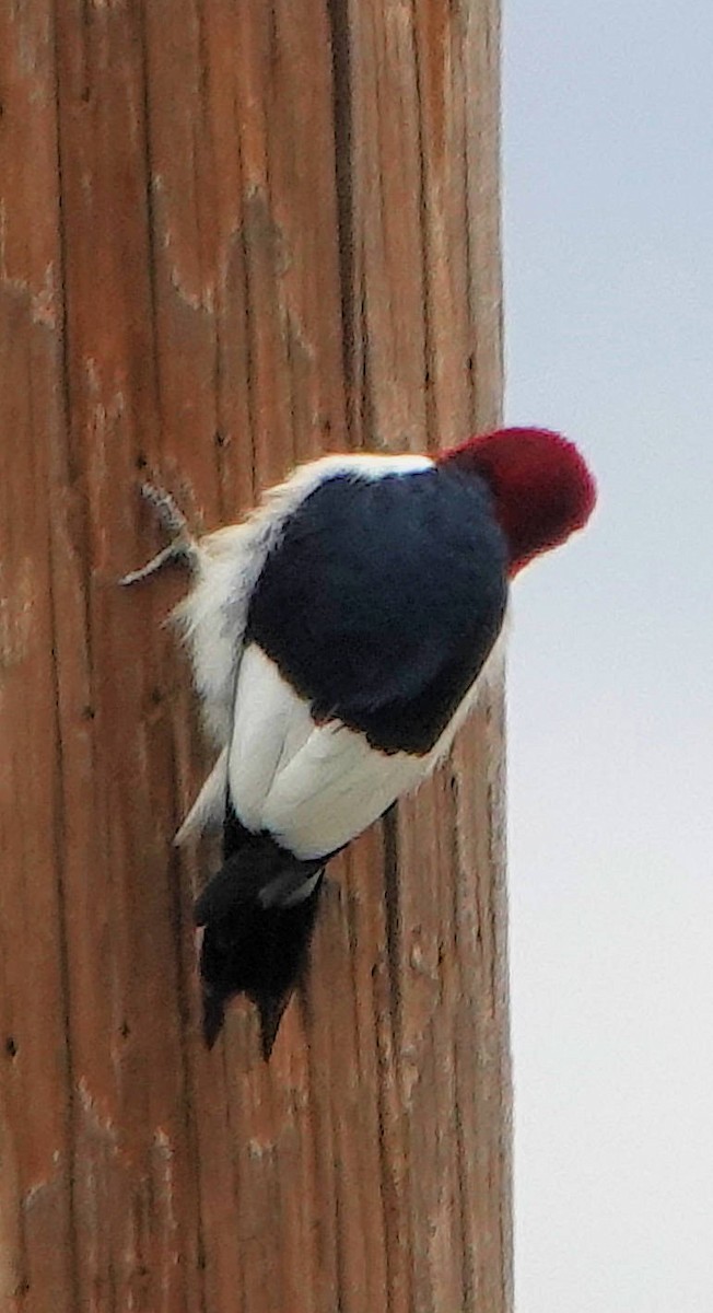Red-headed Woodpecker - ML620656770