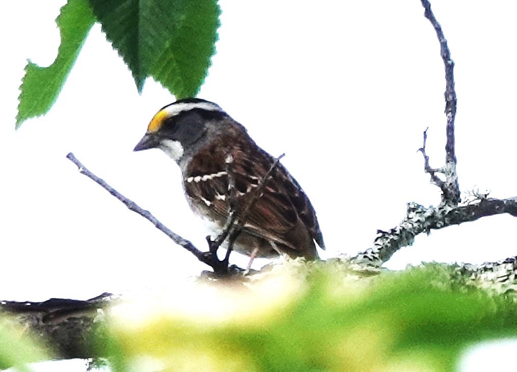 White-throated Sparrow - ML620656771