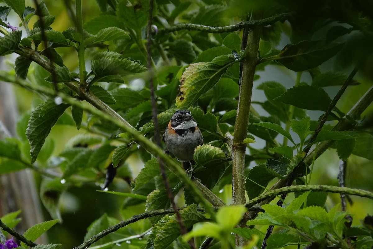 Rufous-collared Sparrow - ML620656772