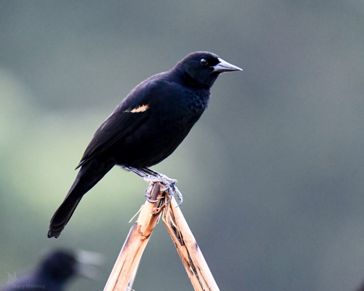 Red-winged Blackbird - ML620656779