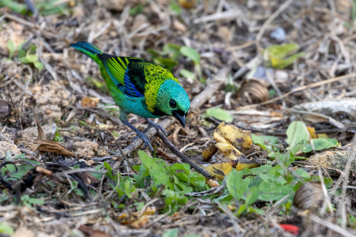 Green-headed Tanager - ML620656786