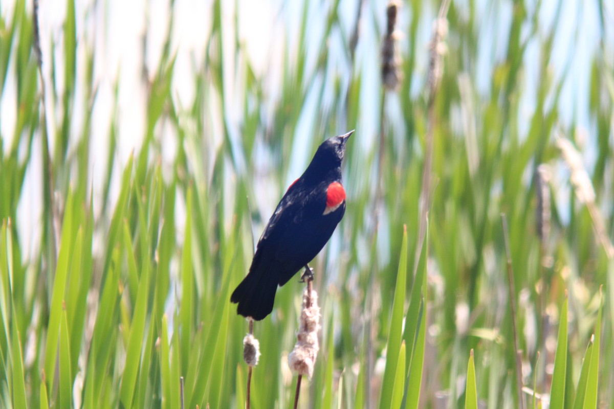 Red-winged Blackbird - ML620656787