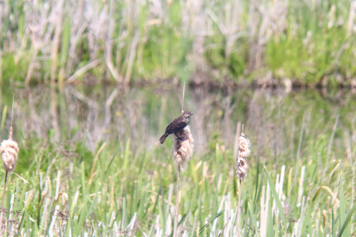 Red-winged Blackbird - ML620656789