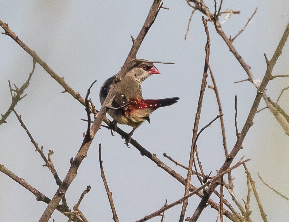 Bengalí Rojo - ML620656793