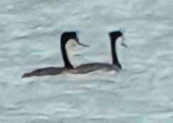 Western Grebe - ML620656795