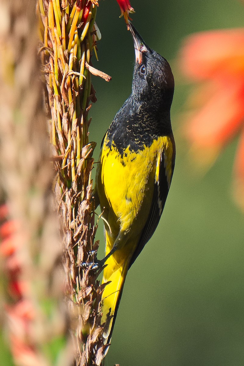 Oriole jaune-verdâtre - ML620656802