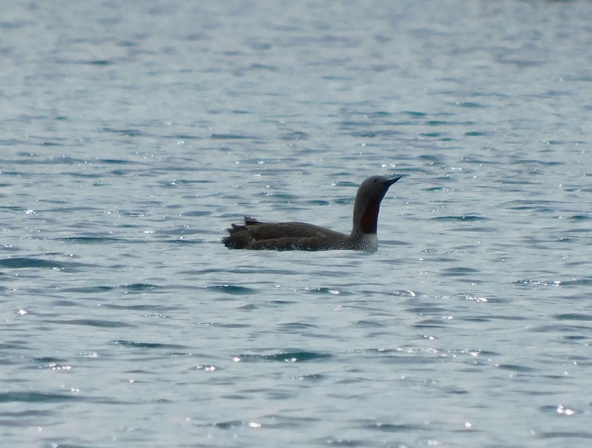Red-throated Loon - ML620656806