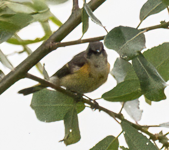 American Redstart - ML620656808