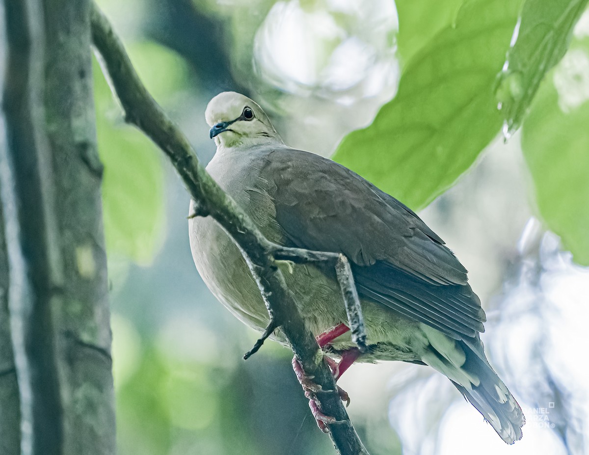 holub šedohlavý (ssp. plumbeiceps/notia) - ML620656819