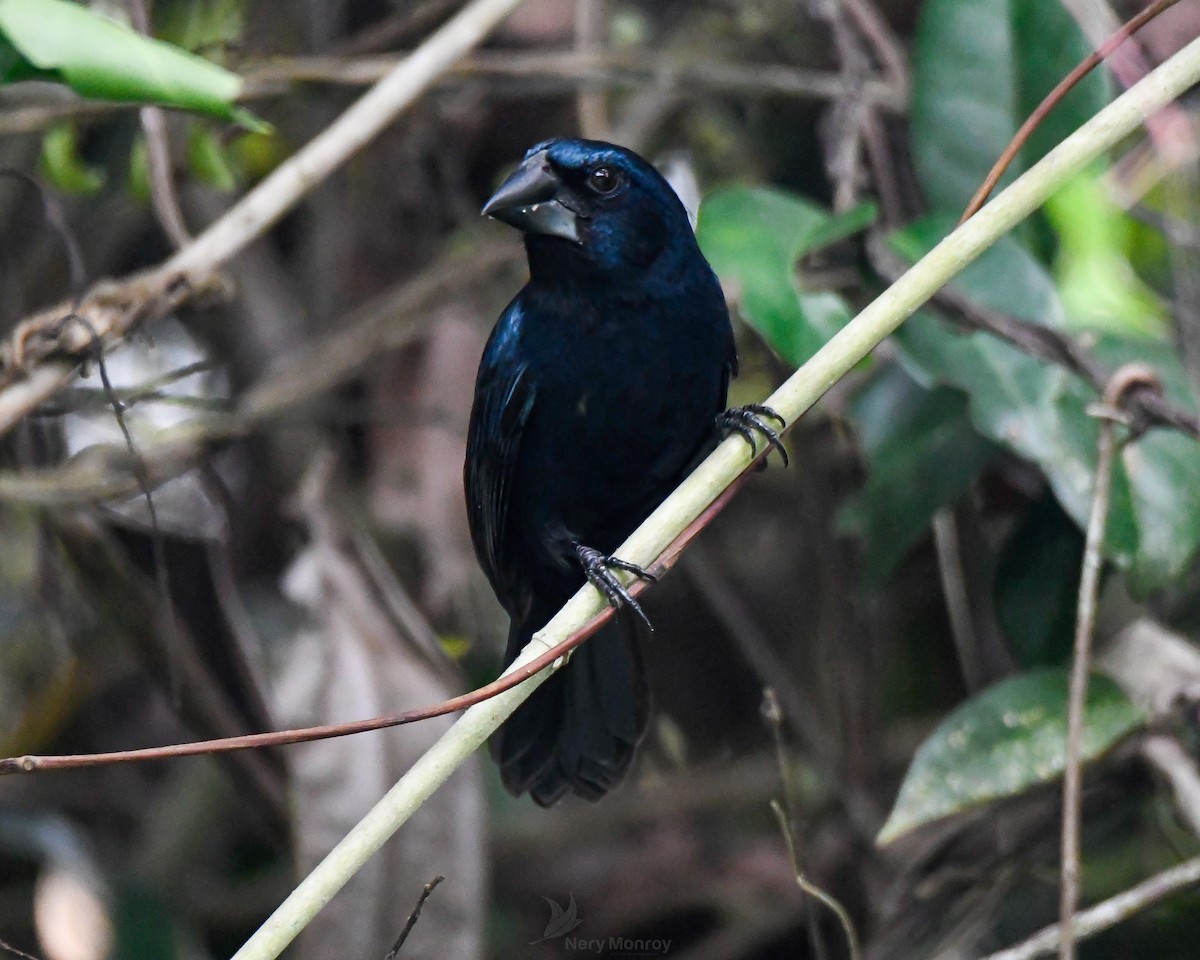 Blue-black Grosbeak - ML620656820