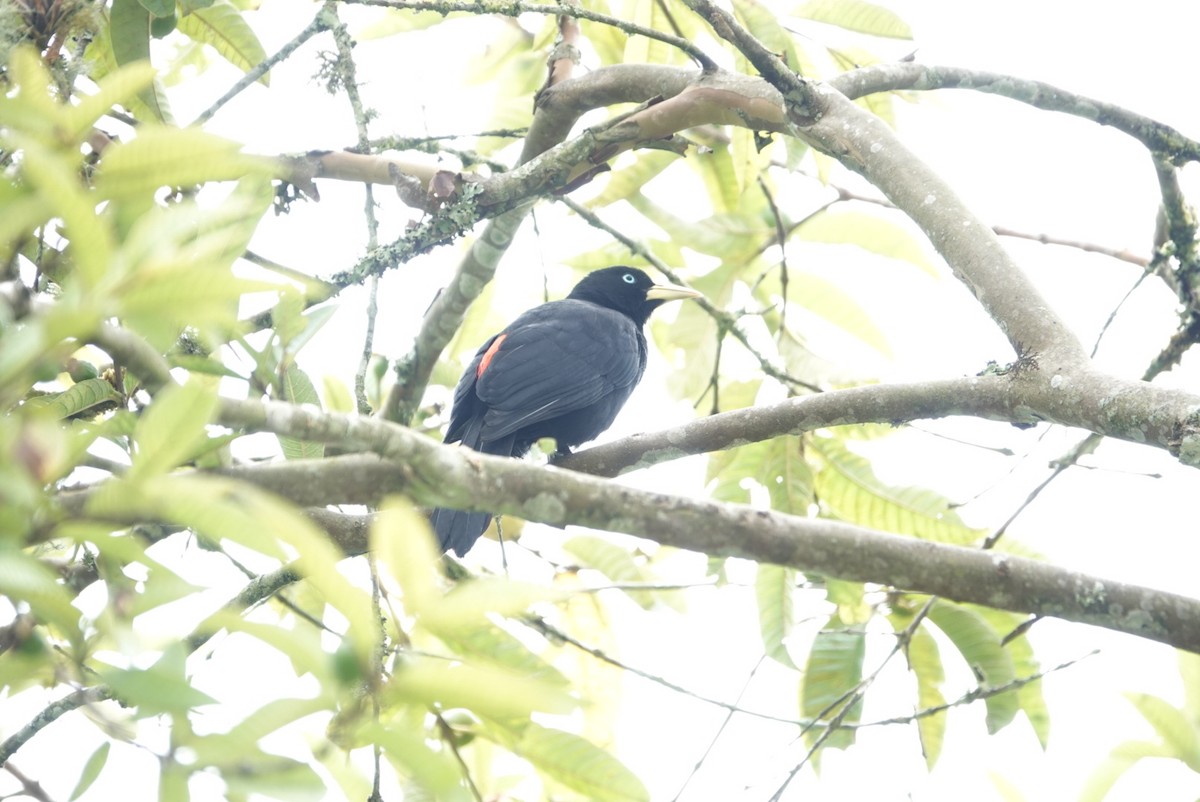 Scarlet-rumped Cacique - ML620656821