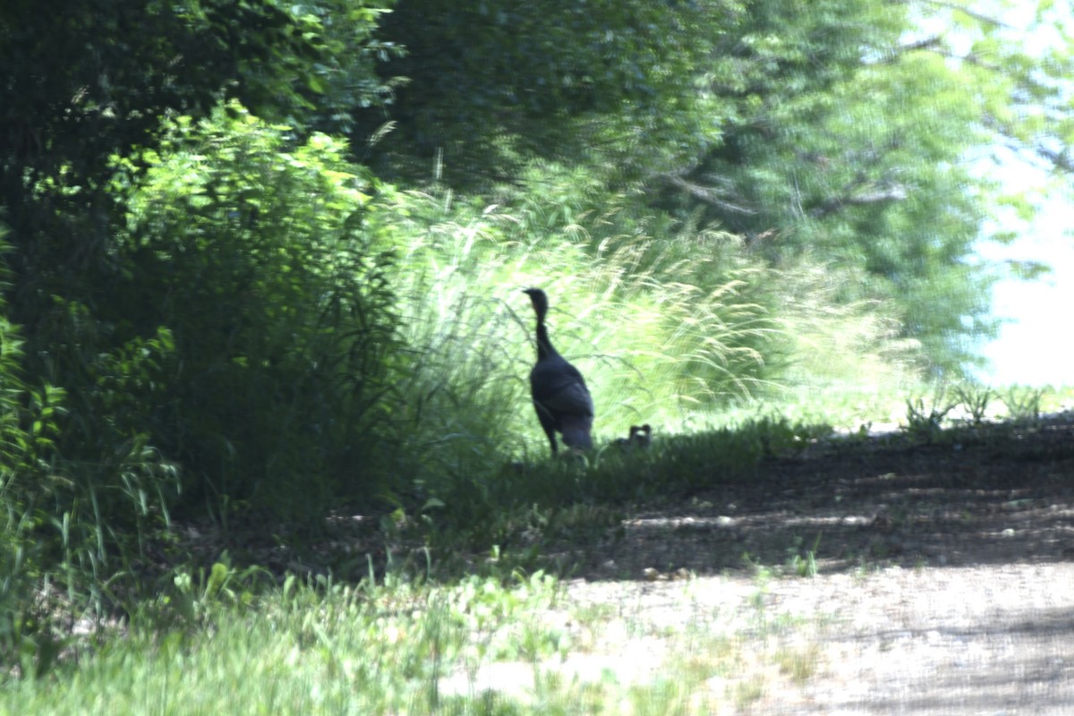 Wild Turkey - ML620656823