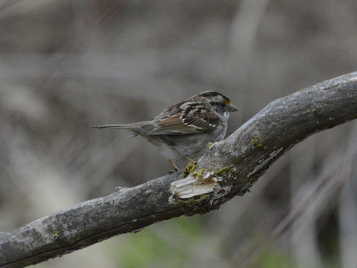 White-throated Sparrow - ML620656826