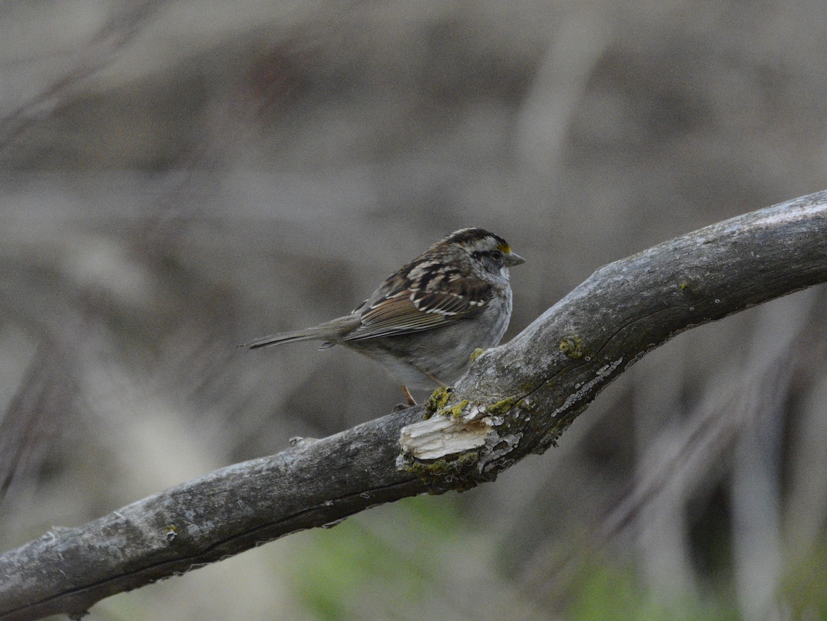 White-throated Sparrow - ML620656827