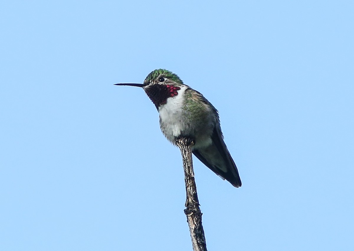 Broad-tailed Hummingbird - ML620656835