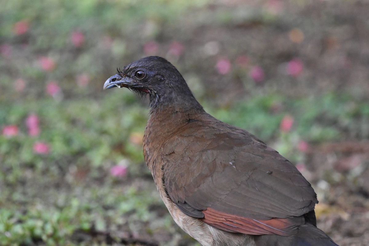 Gray-headed Chachalaca - ML620656838