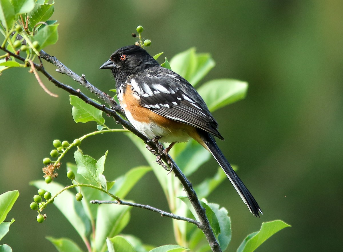 Spotted Towhee - ML620656841