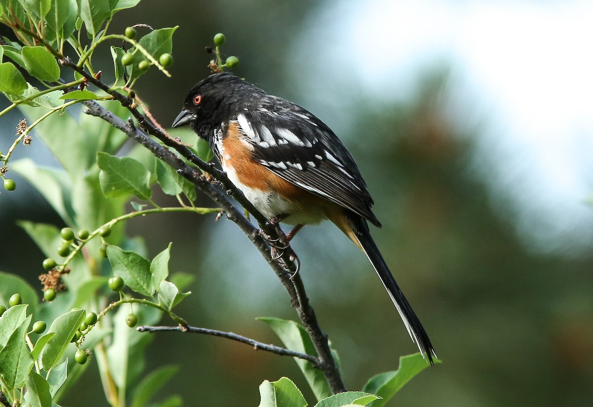Spotted Towhee - ML620656844