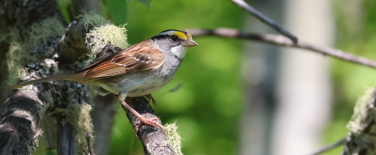 White-throated Sparrow - Walter Thorne