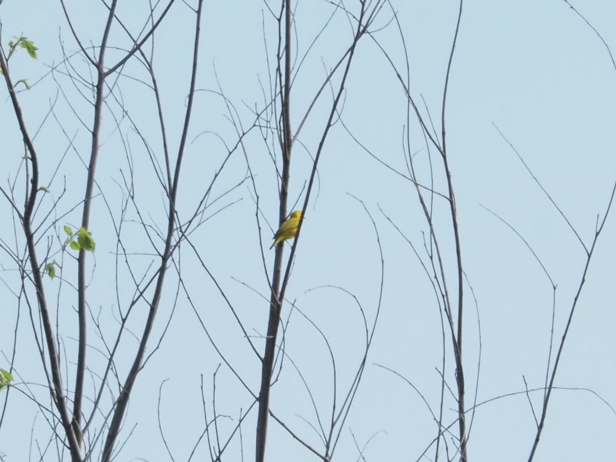 Goldwaldsänger [aestiva-Gruppe] - ML620656852