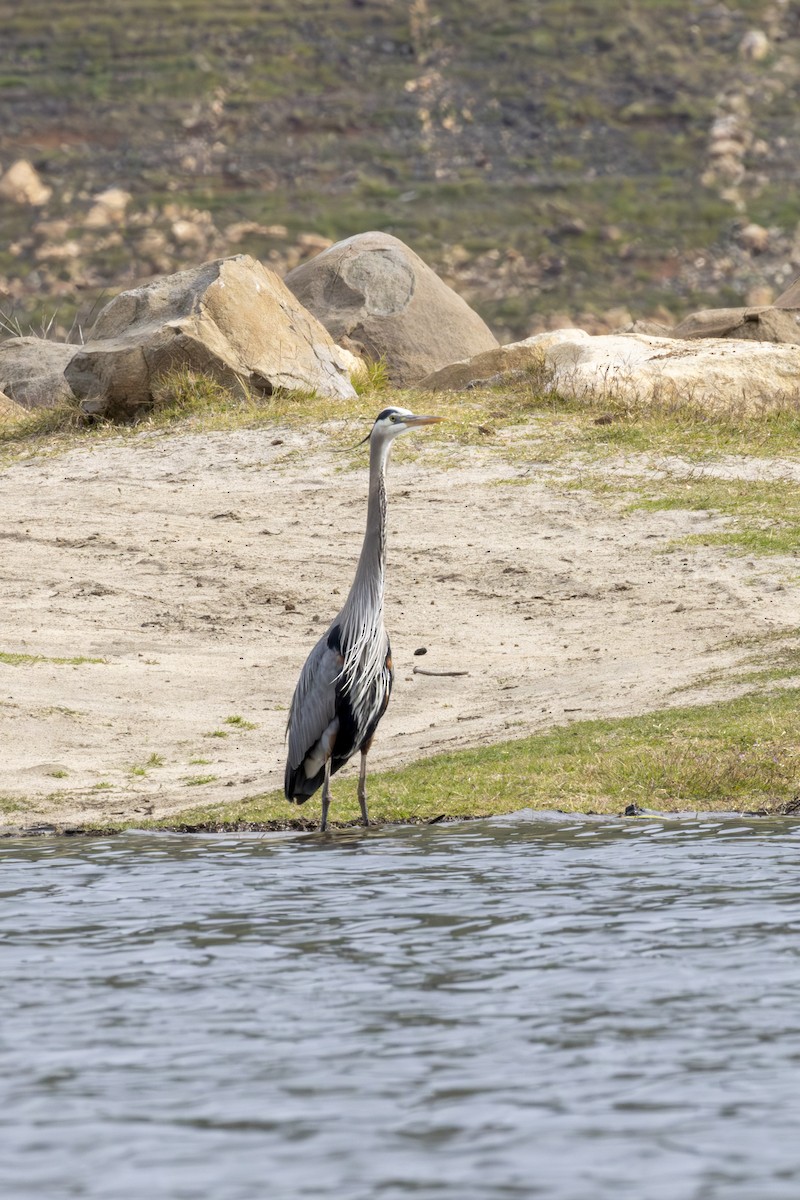 Great Blue Heron - ML620656855