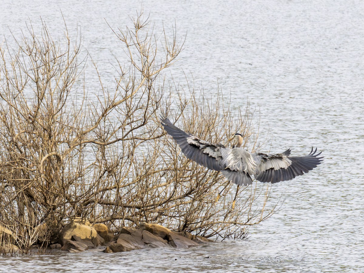 Great Blue Heron - ML620656857