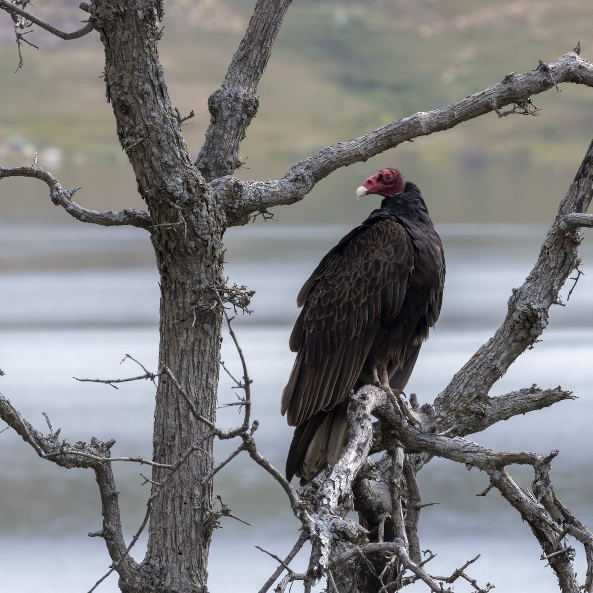 Turkey Vulture - ML620656859