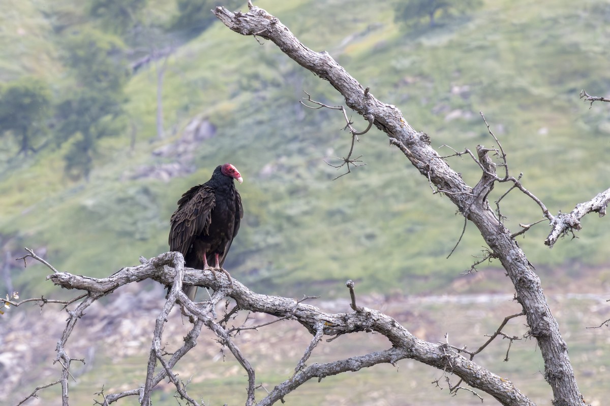 Turkey Vulture - ML620656860