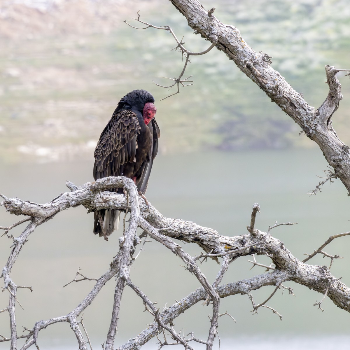 Turkey Vulture - ML620656861