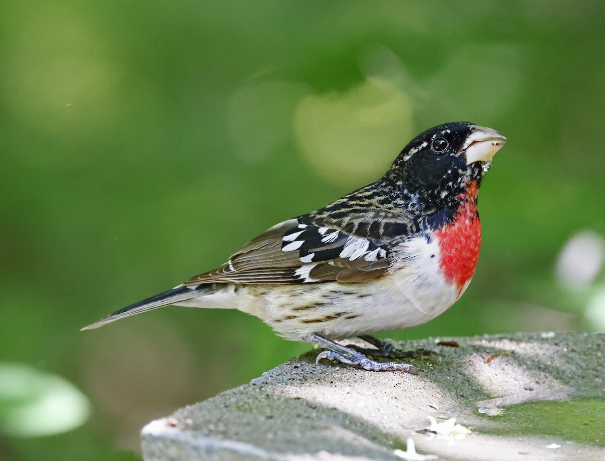 Rose-breasted Grosbeak - ML620656862