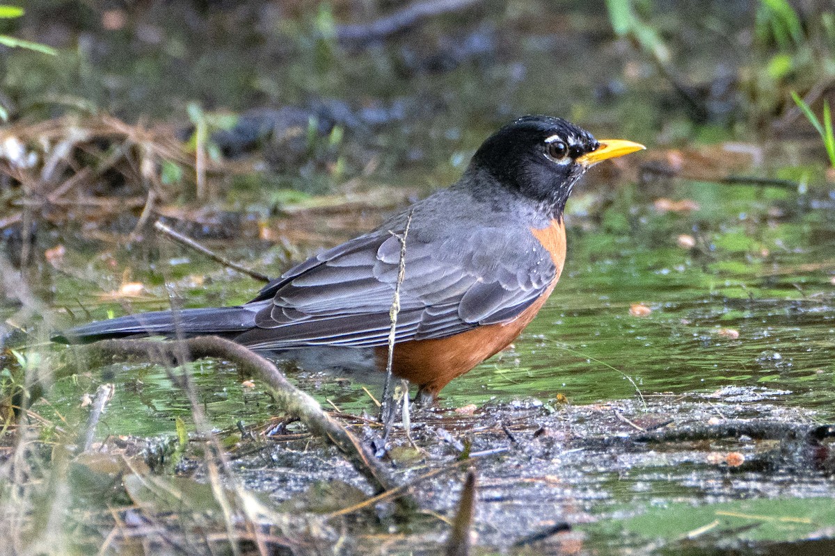 American Robin - ML620656868