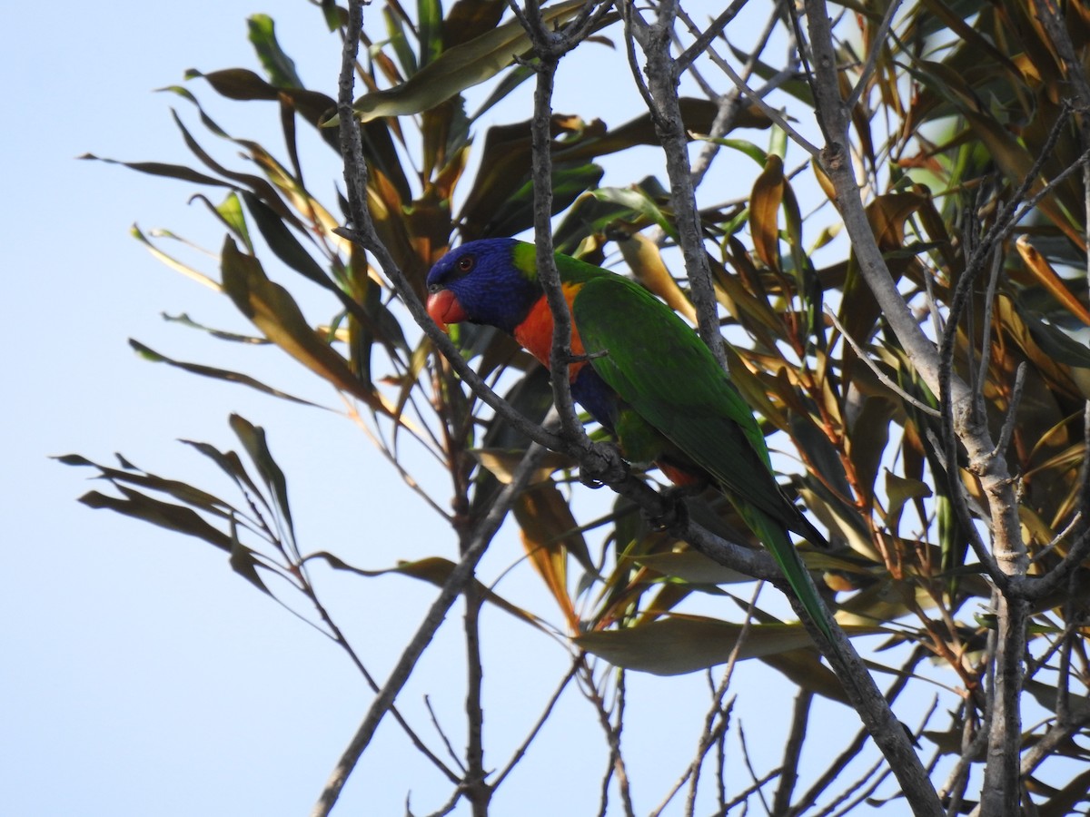 Rainbow Lorikeet - ML620656871