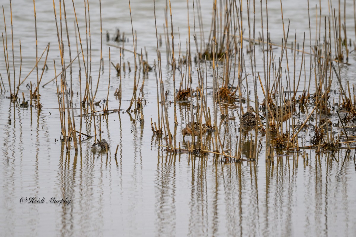 Short-billed Dowitcher - Heidi Murphy