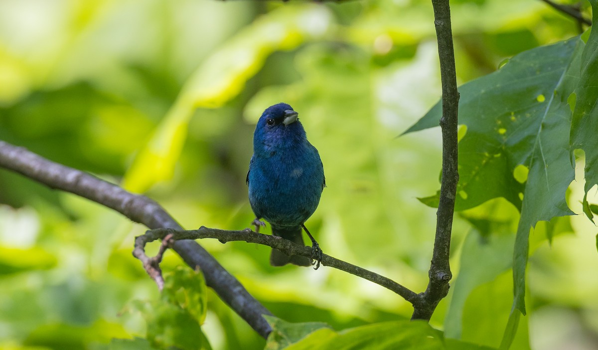 Indigo Bunting - ML620656879